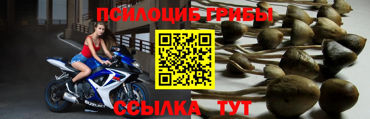 Галлюциногенные грибы Psilocybe  Вход с VPN  Железноводск 